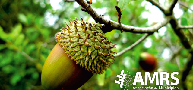 boasfestas2013amrsvers2