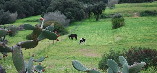 quintasaopauloburroevacanopastosite