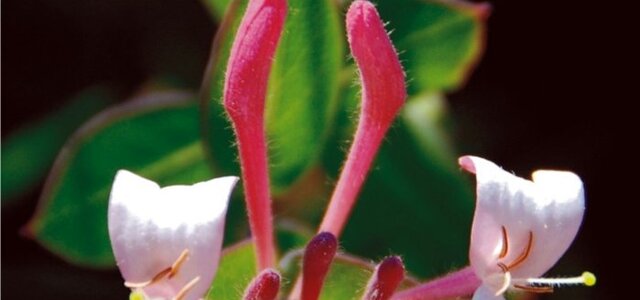 capaagendadoprofessor20102011